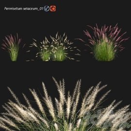 Pennisetum Setaceum 01 Free Download