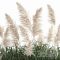 Plant collection 1033. White pampas grass flowerpot landscaping rust metal Free Download