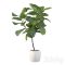 Plants collection 101 – ficus lyrata Free Download