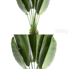 Ravenala 926. Strelitzia Banana palm metal flowerpot industrial style luxury Free Download