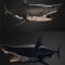 Shark 3D Model Free Download