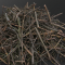 Tree branches pile Free Download