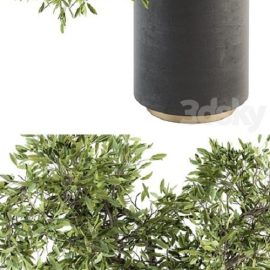 indoor Plant Set 207 Big Bonsai in pot Free Download