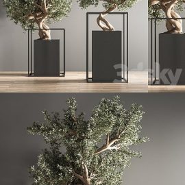 indoor plant bonsai set 24 Free Download