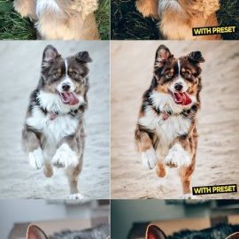 ARTA – Love Dogs Presets for Lightroom Free Download