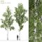 Birch Betula Free Download