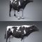 Black And White Milch Cow Free Download