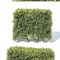 Buxus Sempervirens 6 Modular Hedge Free Download