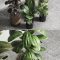 Ficus – Ficus rubbery plant 165_dirty wooden and plastic pots Free Download