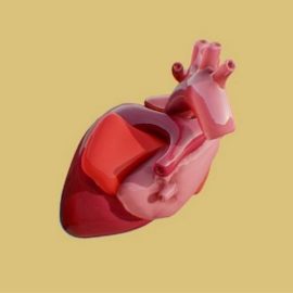 Human Heart 3D Model Free Download