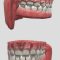 Human Mouth Low Rig Animation 3D Model Free Download