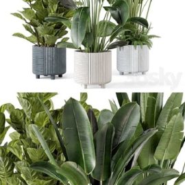 Indoor Planters in Cecilia Ficonstone Pot – Set 409 Free Download