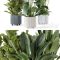 Indoor Planters in Cecilia Ficonstone Pot – Set 409 Free Download