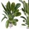 Indoor Plants in Ferm Living Bau Pot Large – Set 378 Free Download