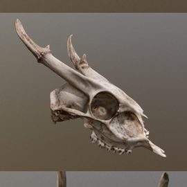 Muntjac Deer Skull 3D Model Free Download