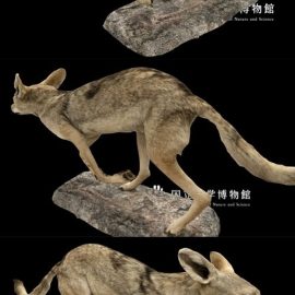 NSMT-M_32094_Black-backed_Jackal_(Taxidemy) 3D Model Free Download