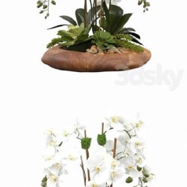 Phalaenopsis Silk Orchids Free Download