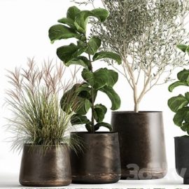 Plant collection 1029 Free Download