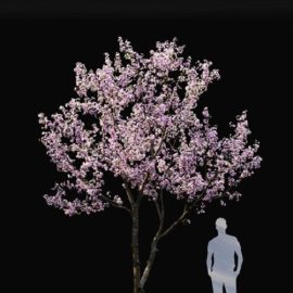 Prunus cerasus Cherry flowering 3Prunus cerasus Cherry flowering 3 Free Download