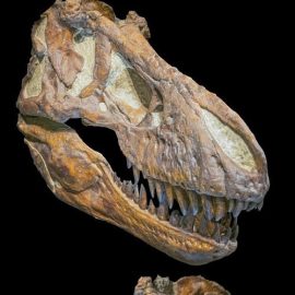 Tyrannosaurus rex skull 3D Model Free Download