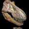 Tyrannosaurus rex skull 3D Model Free Download