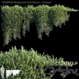 YAREENA Myoporum Parvifolium creeper | 5 module Free Download