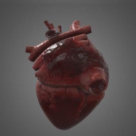 Human Heart 3D Model Free Download