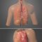 Human Respiratory system review 3D model Free Download