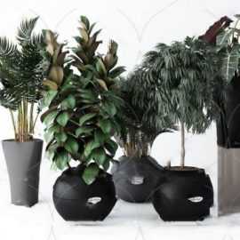 Plants collection 108 Free Download