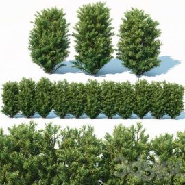 Taxus Baccata # 7. 70cm hedge Free Download