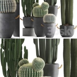 Collection of plants 411. Cactus set. Echinocactus Cereus Carnegia Barrel cactus indoor plants concrete pot outdoor Free Download