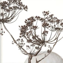 Decorative set with ceramic and heracleum 09 Free Download