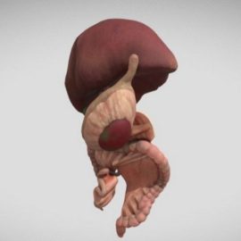 Fetal digestive system 3d model Free Download