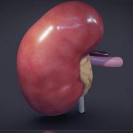 Kidney Cross Section 3D Model Free Download