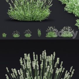 Lavender angustifolia flowers | Lavandula angustifolia Alba Free Download