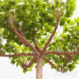 London planetree сanopy 5 11 m Free Download