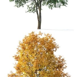 Maple 3D model Free Download