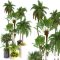 Palm Tree3 Free Download