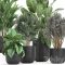 Plant collection 813. Banana olive Rapis Alocasia bushes palm tree black pot interior decorative flower pot plants Free Download