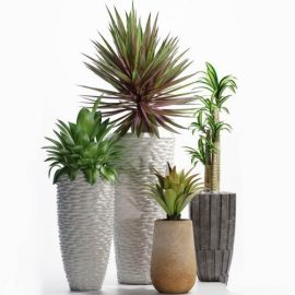 Plants 206 Free Download