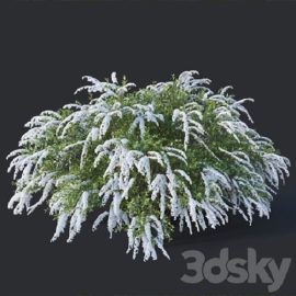 Spiraea # 6 Spiraea X Cinerea. Grefsheim H140cm Free Download