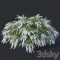 Spiraea # 6 Spiraea X Cinerea. Grefsheim H140cm Free Download