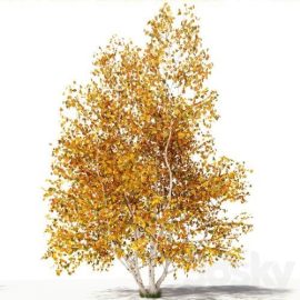 Betula Pendula Multi Stem V02 | Corona Free Download