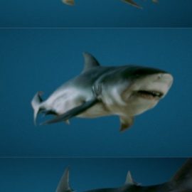 Bull Shark 3D Model Free Download