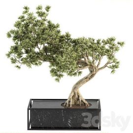 Indoor Plant Set 225 Bonsai Plant | Vray+Corona Free Download