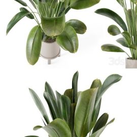 Indoor Plants in Ferm Living Bau Pot Large – Set 378 | Vray+Corona Free Download