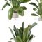 Indoor Plants in Ferm Living Bau Pot Large – Set 378 | Vray+Corona Free Download