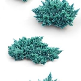 Juniper Squamata 1 | Vray+Corona Free Download