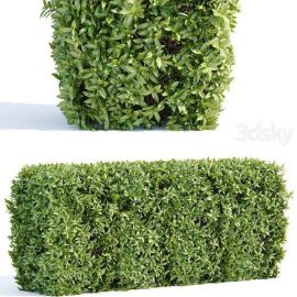 Laurel Hedging Bushes Vol 111 | Vray+Corona Free Download