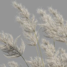 Pampas Grass 3 | Corona Free Download